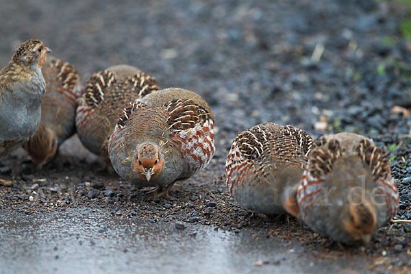 Rebhuhn (Perdix perdix)