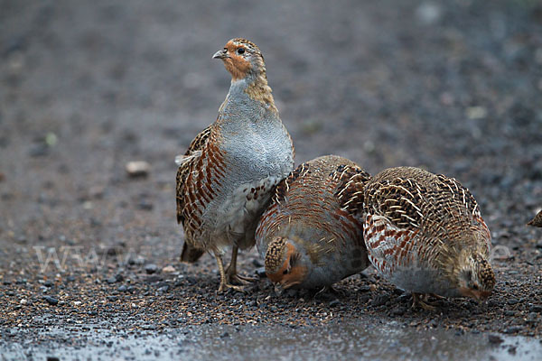 Rebhuhn (Perdix perdix)