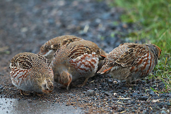 Rebhuhn (Perdix perdix)