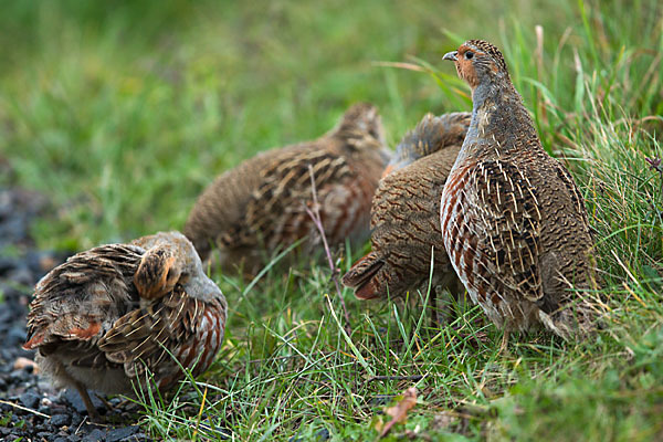 Rebhuhn (Perdix perdix)