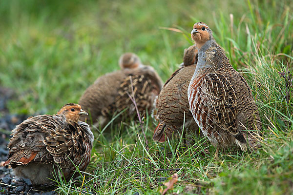 Rebhuhn (Perdix perdix)