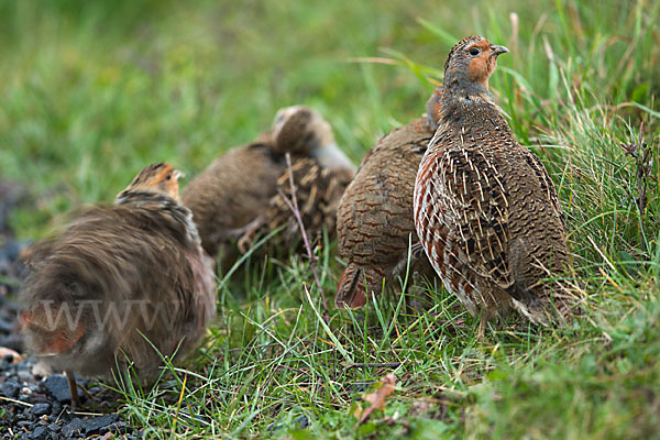 Rebhuhn (Perdix perdix)