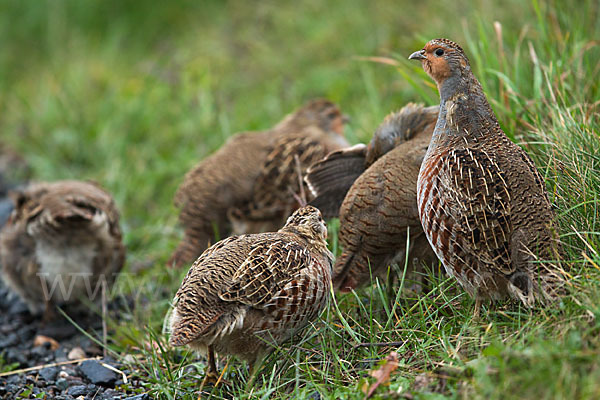 Rebhuhn (Perdix perdix)