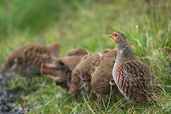 Rebhuhn (Perdix perdix)