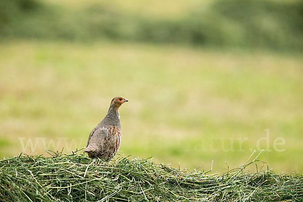 Rebhuhn (Perdix perdix)