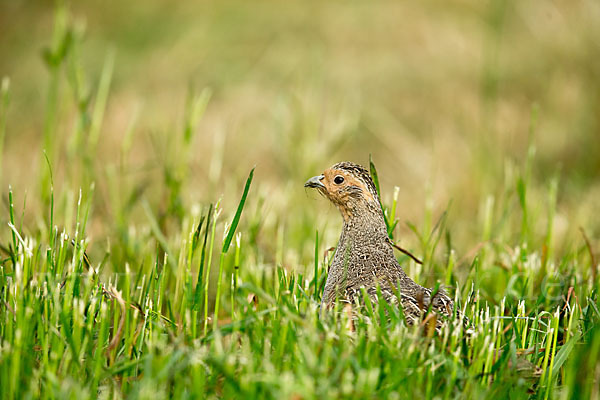 Rebhuhn (Perdix perdix)