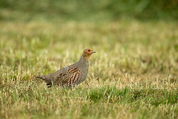 Rebhuhn (Perdix perdix)