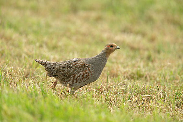 Rebhuhn (Perdix perdix)