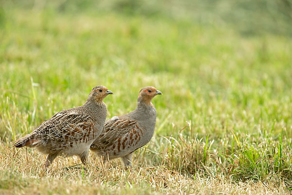 Rebhuhn (Perdix perdix)