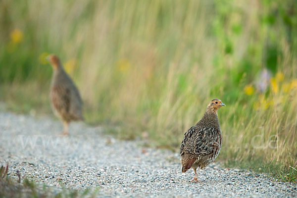 Rebhuhn (Perdix perdix)