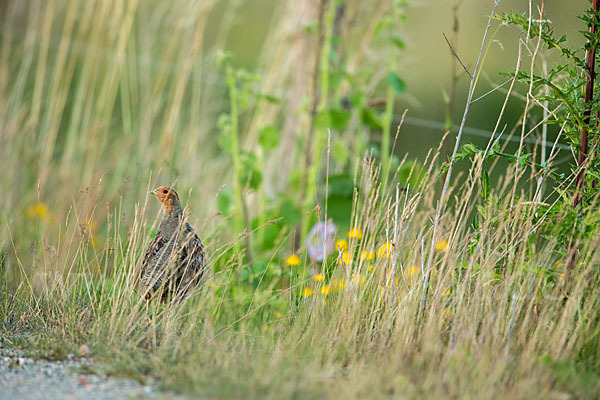 Rebhuhn (Perdix perdix)