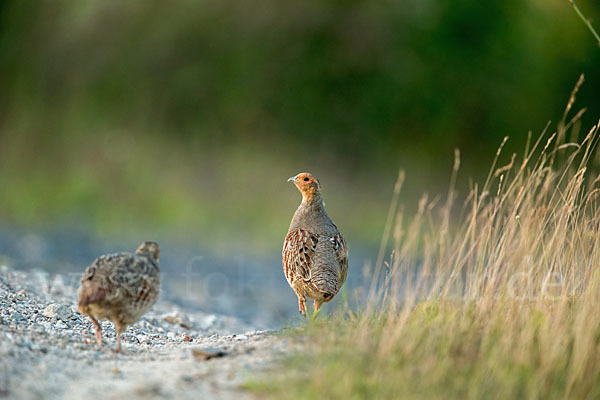 Rebhuhn (Perdix perdix)