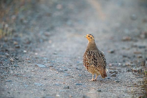 Rebhuhn (Perdix perdix)