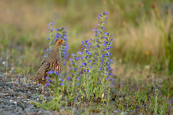 Rebhuhn (Perdix perdix)