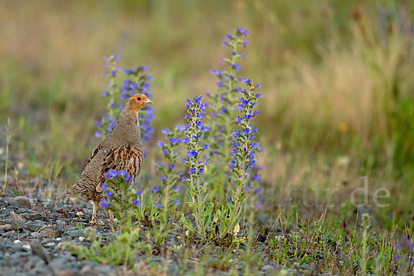 Rebhuhn (Perdix perdix)