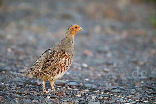 Rebhuhn (Perdix perdix)