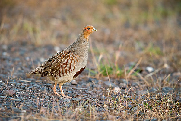 Rebhuhn (Perdix perdix)