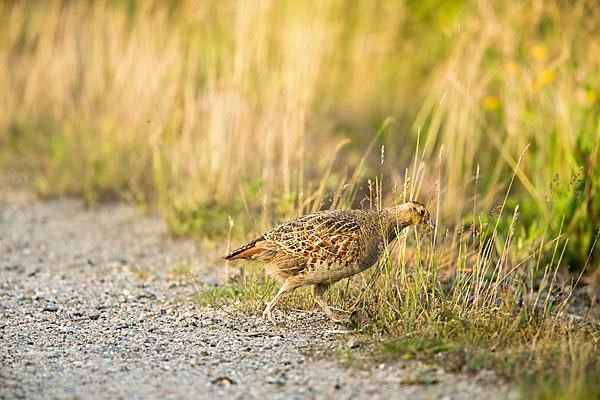 Rebhuhn (Perdix perdix)