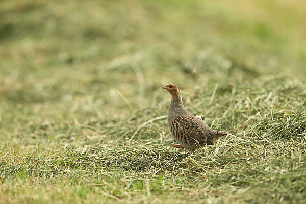 Rebhuhn (Perdix perdix)