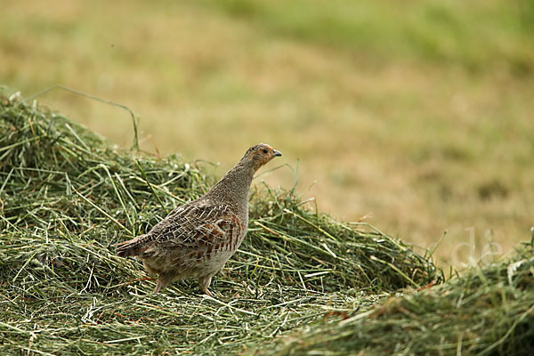 Rebhuhn (Perdix perdix)