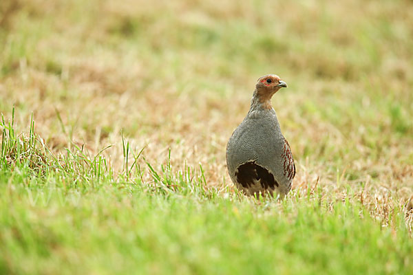 Rebhuhn (Perdix perdix)