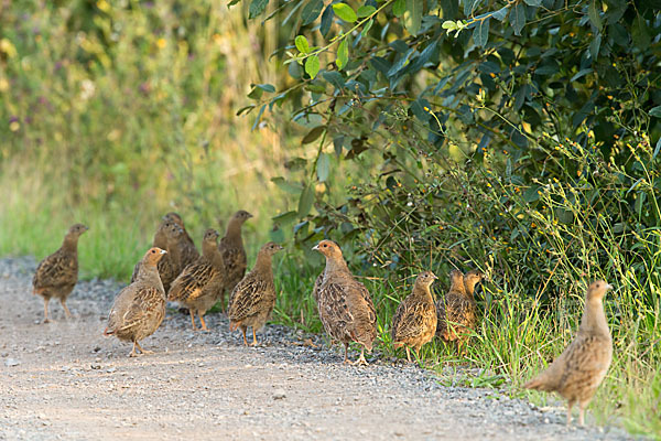 Rebhuhn (Perdix perdix)