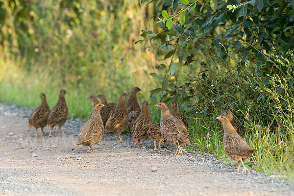 Rebhuhn (Perdix perdix)