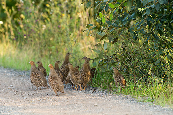 Rebhuhn (Perdix perdix)