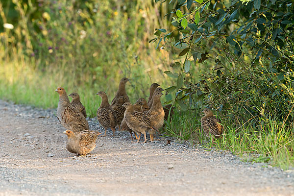 Rebhuhn (Perdix perdix)