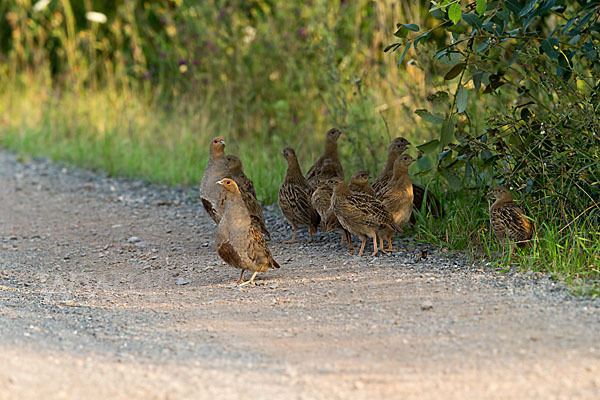 Rebhuhn (Perdix perdix)