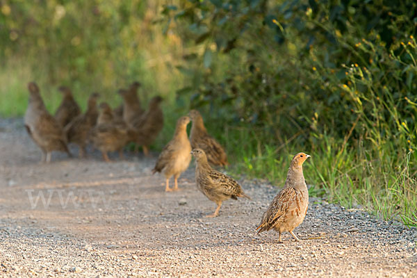 Rebhuhn (Perdix perdix)