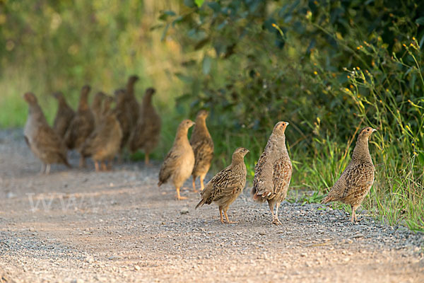 Rebhuhn (Perdix perdix)