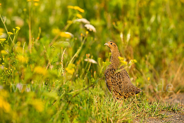 Rebhuhn (Perdix perdix)