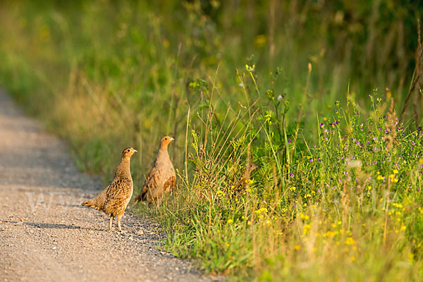 Rebhuhn (Perdix perdix)