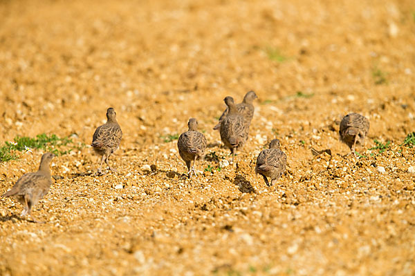 Rebhuhn (Perdix perdix)