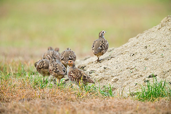 Rebhuhn (Perdix perdix)