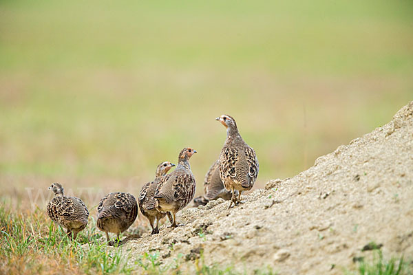 Rebhuhn (Perdix perdix)