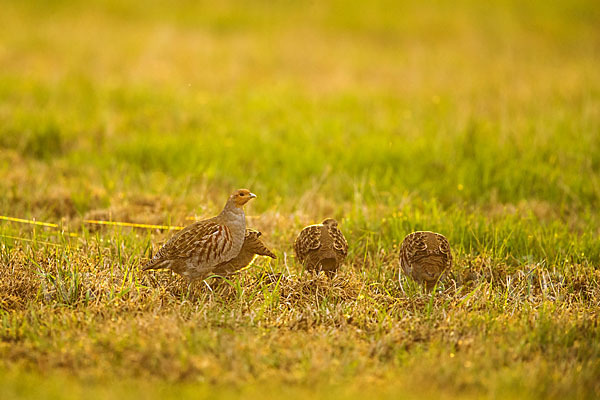 Rebhuhn (Perdix perdix)