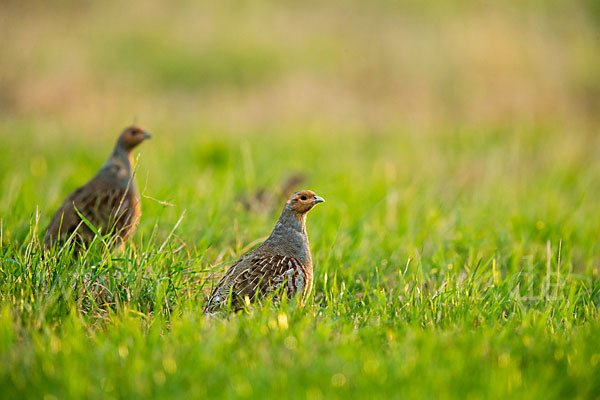 Rebhuhn (Perdix perdix)