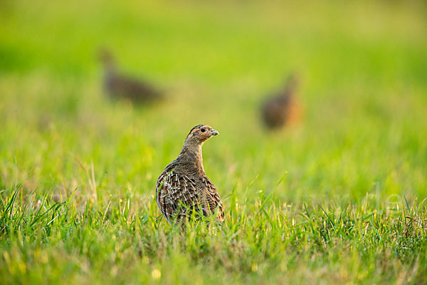 Rebhuhn (Perdix perdix)