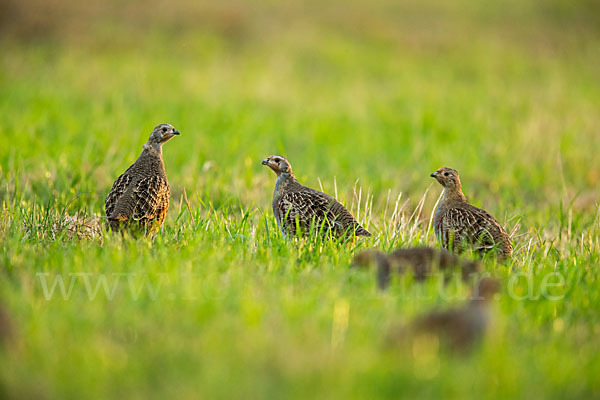 Rebhuhn (Perdix perdix)