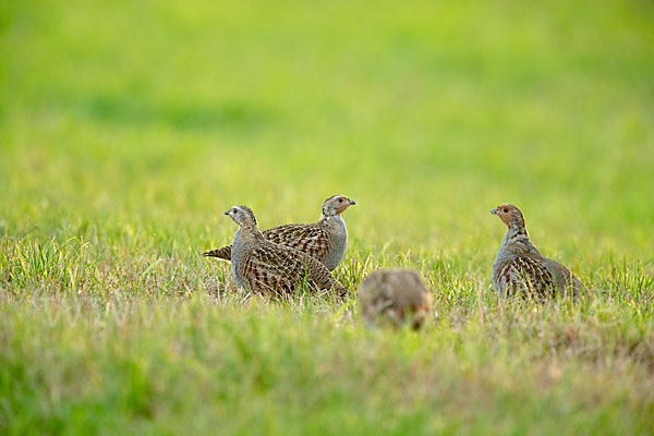 Rebhuhn (Perdix perdix)