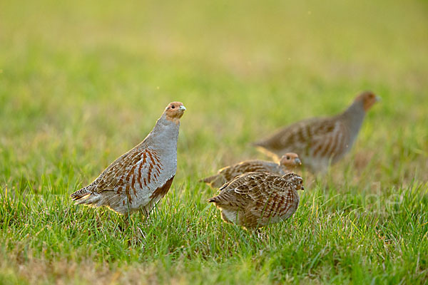 Rebhuhn (Perdix perdix)