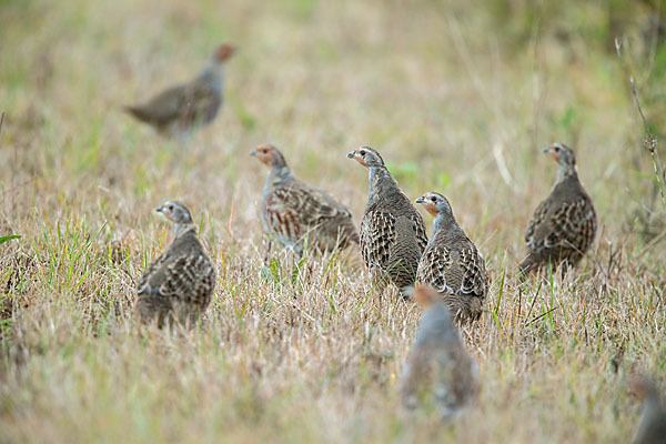 Rebhuhn (Perdix perdix)