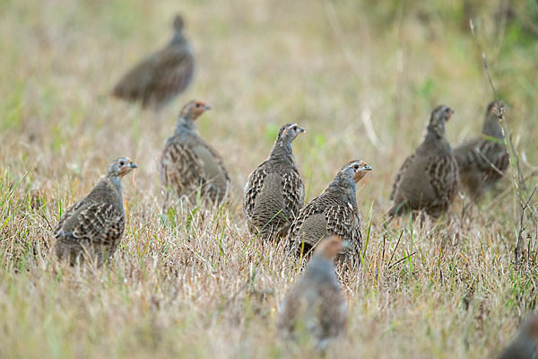 Rebhuhn (Perdix perdix)