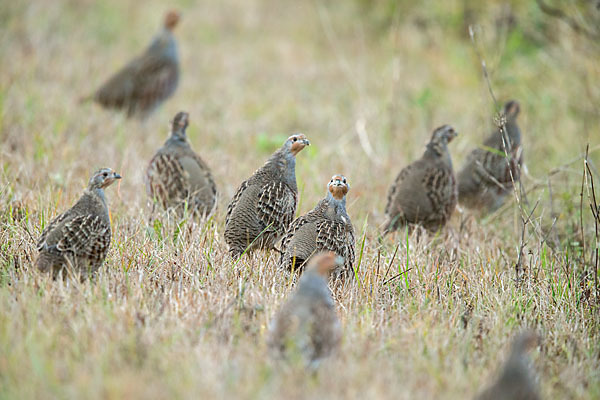 Rebhuhn (Perdix perdix)