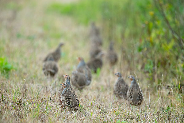 Rebhuhn (Perdix perdix)