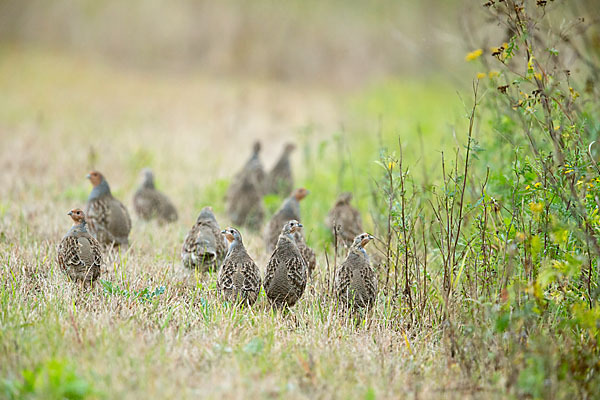 Rebhuhn (Perdix perdix)