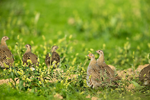 Rebhuhn (Perdix perdix)