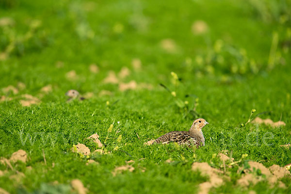 Rebhuhn (Perdix perdix)